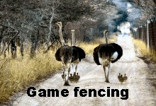 Game fencing with ostrich family.
