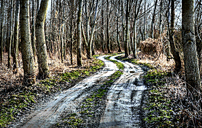 Wet track through trees.